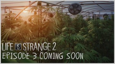 Трейлер: сюжет Life is Strange 2 перенесет героев на плантацию конопли
